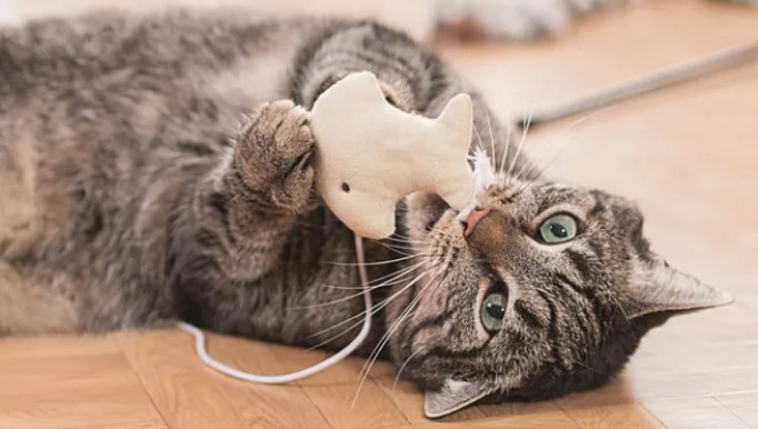 toys-for-cat