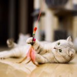 toys-for-cats-4
