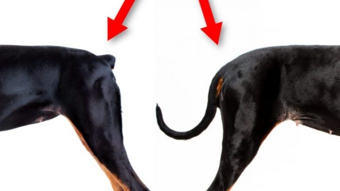 why dock a dog tail